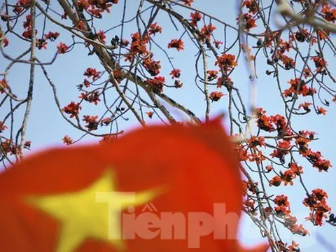 Mê mẩn những cây hoa gạo cổ thụ bung nở như tranh