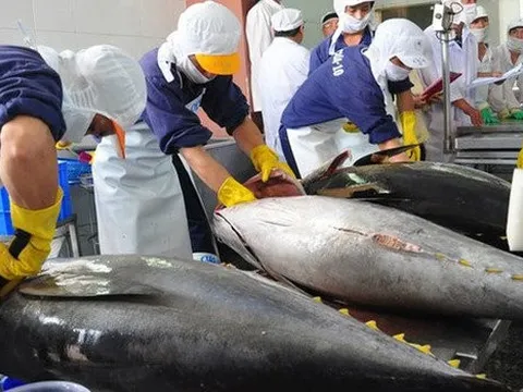 Xuất khẩu cá ngừ duy trì tốc độ tăng trưởng tốt tại Nhật Bản