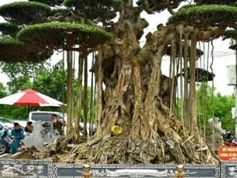 Mãn nhãn dàn siêu cây cảnh trăm tỷ gây xôn xao thị trường