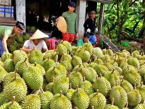 Cảnh báo “vỡ quy hoạch” đối với sầu riêng khi nông dân trồng tự phát