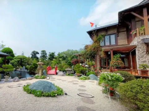 Thú chơi cây bạc tỷ của sếp FPT: Trồng cả “hạm đội thông Nhật”, đặt cây tùng 450 năm tuổi ngoài lối đi cho mọi người thoải mái chụp ảnh