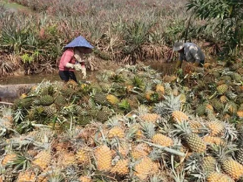 Giá dứa tại Tiền Giang tăng mạnh, nông dân "bội thu"