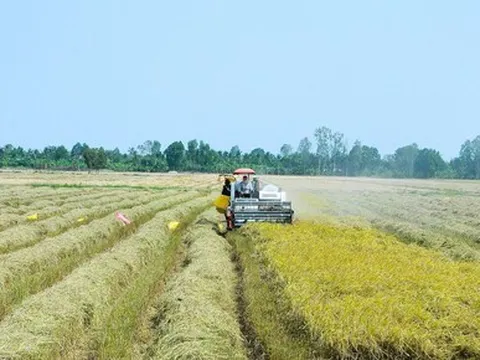 Sắp trình Chính phủ đề án 1 triệu héc ta lúa ở ĐBSCL