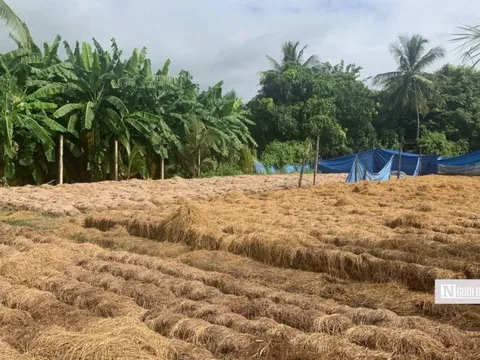 Tìm đường khai thác nguồn tài nguyên quý từ phụ phẩm nông nghiệp