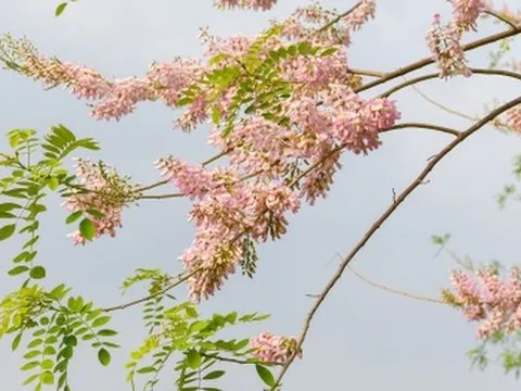 Ngắm rừng hoa đỗ mai hồng rực thu hút giới trẻ ở Bắc Ninh