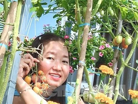 Vườn rau trái trĩu quả trên mái nhà giúp bà chủ 8x xả stress, lại có thu nhập khá
