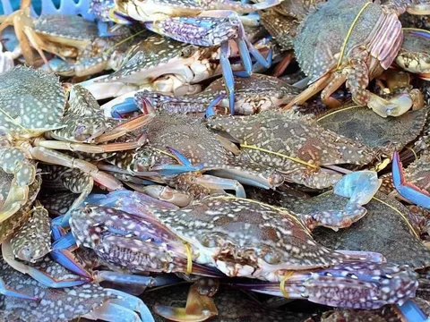 Nhật Bản trở thành thị trường xuất khẩu cua ghẹ lớn nhất của Việt Nam