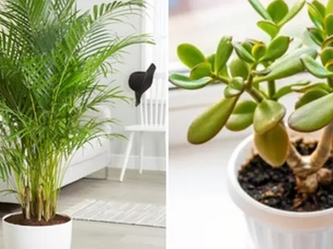 5 loại cây được ví như máy làm mát không khí, giảm nhiệt cực hiệu quả vào những ngày nắng nóng