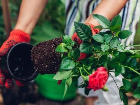 Chưa đến 100k bạn sẽ giúp cây hồng trong vườn nhà sai bông nặng trĩu