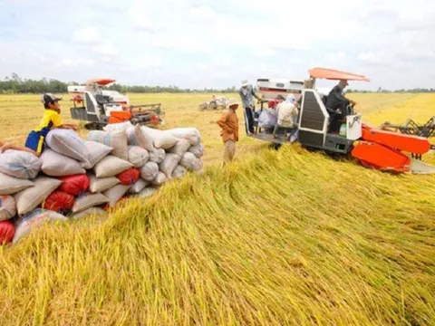 Xuất khẩu gạo tiềm năng, Cần Thơ dành 50.000 ha đất chuyên canh lúa chất lượng cao