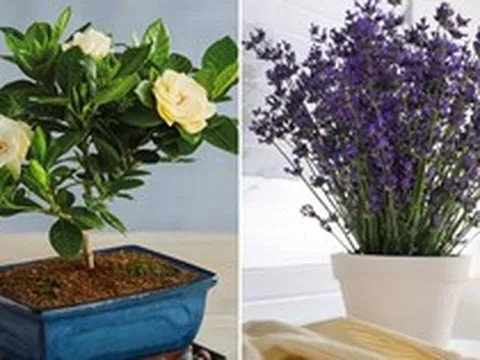 5 loại cây cảnh giúp khử mùi hiệu quả nên chưng trong không gian gia đình