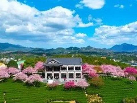 Chùm ảnh hoa anh đào bừng nở ở khắp nơi trên thế giới, cảnh tượng choáng ngợp cả năm mới được một lần chiêm ngưỡng