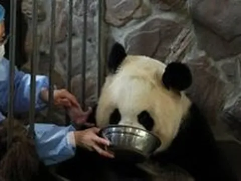 Nghề ''khó'' nhất Trung Quốc: Hàng trăm người xin thử việc, không ai trúng tuyển