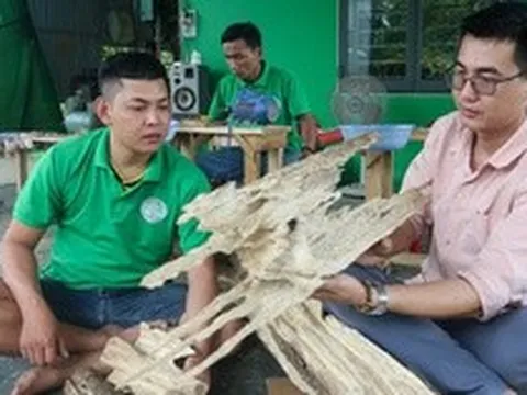 Quảng Nam: Vỡ nợ vì 3 lần khởi nghiệp thất bại, ôm nợ 200 triệu, chàng trai về quê tìm "vàng" trong thân cây rồi đổi đời từ đó