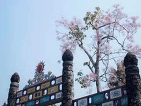 Ghé Huế dịp này để ngắm "vương giả chi hoa", loài hoa Đế Vương được khảm trên Nhân đỉnh trong Đại Nội