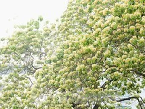 Ngắm hoa bún, 'độc nhất vô nhị ' 300 năm tuổi giữa lòng Thủ đô