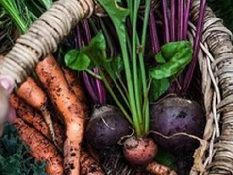 Người phụ nữ thích làm vườn bỏ ra 15 năm sưu tầm hạt giống và phủ xanh mảnh đất quanh nhà