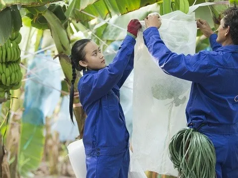 Lỗ triền miên, cổ phiếu của HAGL Agrico bị đưa vào diện kiểm soát