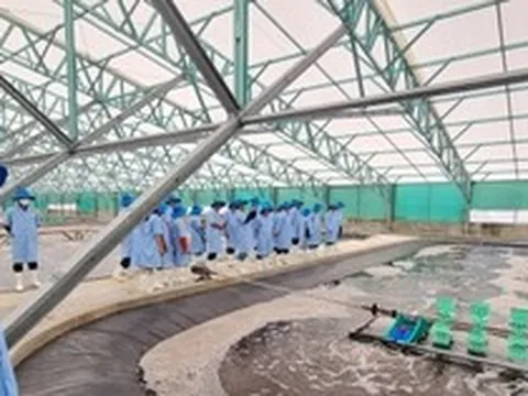Bình Định sắp có khu nuôi tôm công nghệ cao gần 1.500 tỷ đồng