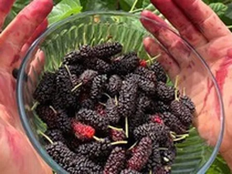 Khu vườn đủ loại rau quả sạch của cặp đôi bỏ phố về quê