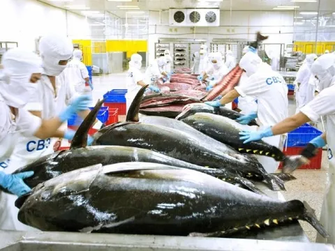 Xuất khẩu cá ngừ sang Anh trong tháng 2 tăng gấp 13 lần