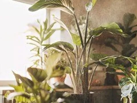 5 loại cây cảnh ngăn ngừa nấm mốc và giúp bầu không khí trong lành