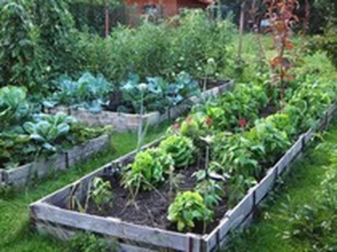 Khu vườn có tuổi đời 100 năm vẫn xanh tươi, ngập tràn rau trái nhờ sự chăm sóc qua nhiều thế hệ