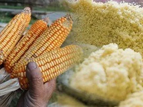 Lên bản người Mông, thưởng thức ngọt bùi của món ăn mèn mén từ hạt 'Ngọc Mễ'