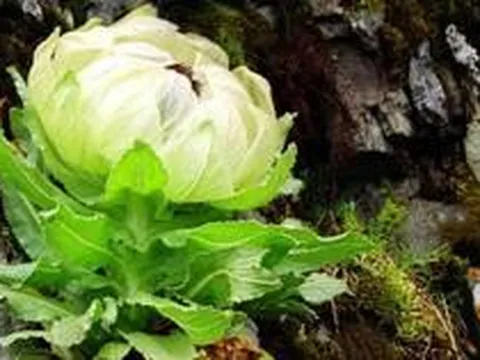 "Bách Thảo Chi Vương" trong truyền thuyết giá gần 100 triệu đồng/kg, được giới nhà giàu Việt săn lùng để bồi bổ sức khỏe