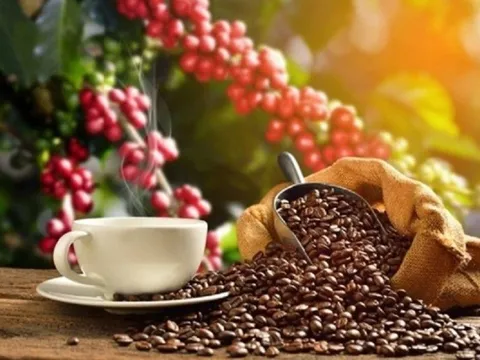 Giá cà phê rục rịch tăng: Cơ hội và thách thức với cà phê Việt Nam