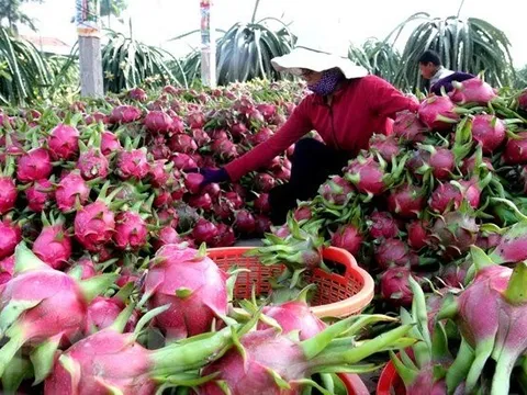 Lấy lại đà tăng trưởng, xuất khẩu rau quả hứa hẹn một năm bội thu