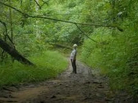 Cụ ông quái gở ẩn cư trong rừng sâu suốt 20 năm, mỗi ngày 'liều mạng' đi tìm thức quà trân quý bán cho người có 'tâm hồn trà nghệ'