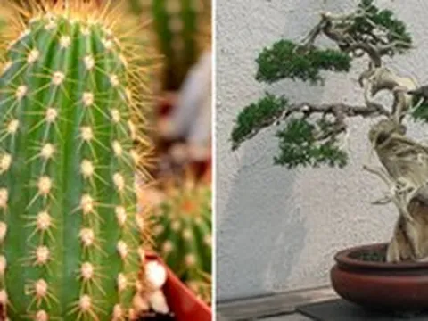 5 loài cây chặn đứng tài lộc, hút cạn dương khí, nhà giàu không bao giờ trưng