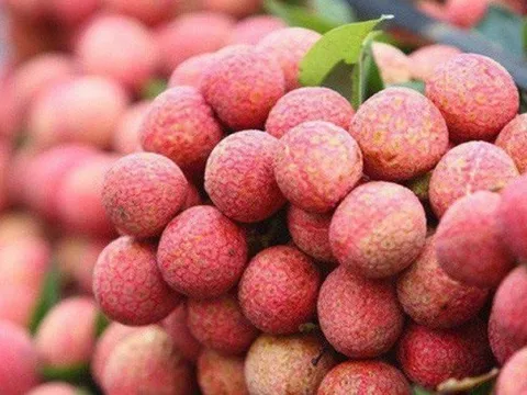 Xúc tiến xuất khẩu vải thiều Bắc Giang sang Mỹ