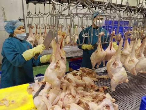 Xuất khẩu thịt gia cầm: Dấu hiệu hồi phục và dư địa rộng mở
