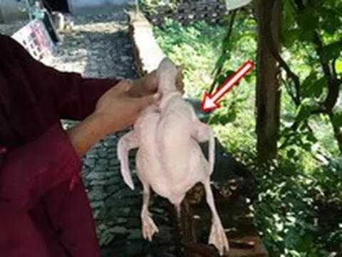 Mổ vịt bất ngờ đụng trúng 'vật thể lạ trong suốt', tưởng đồ bỏ hóa ra giá hơn 300 tỷ