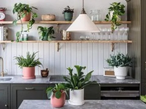 9 loại cây cảnh tốt nhất có thể trồng trong nhà bếp