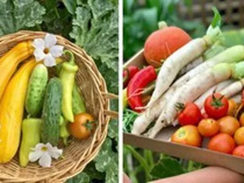 Khu vườn đủ loại rau sạch của nhà có 3 chị em gái