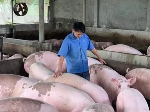 Giá lợn hơi tăng, người nuôi vẫn dè dặt tái đàn