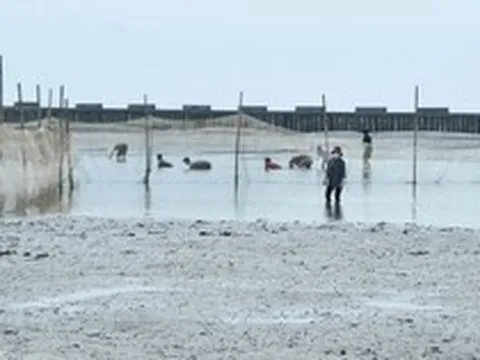 Du khách thích thú bắt hải sản tự nhiên tại bãi biển hoang sơ ở Ninh Bình trong kì nghỉ lễ