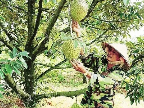 Giá sầu riêng "lao dốc": Cần đảm bảo quyền lợi cho nông dân