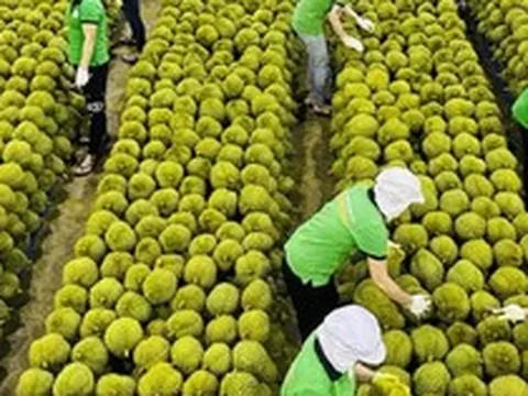 Doanh nghiệp rau quả nỗ lực 'phá băng' xuất khẩu