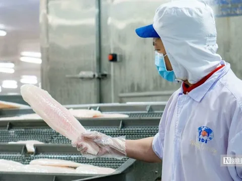 Ngấm đòn lạm phát, một doanh nghiệp cá tra "bốc hơi" hơn 90% lợi nhuận