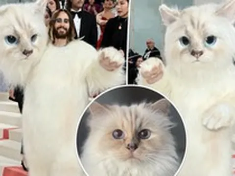 Choupette - mèo cưng của huyền thoại thời trang Karl Lagerfeld truyền cảm hứng khiến loạt sao chơi trội