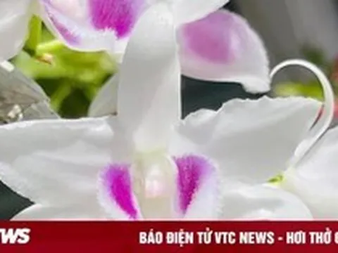 'Bong bóng' vỡ, lan đột biến tiền tỷ giờ rao bán chỉ vài trăm nghìn đồng/chậu