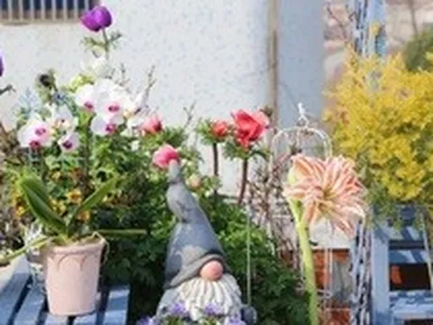 Ngắm hoài không chán khu vườn sân thượng bốn mùa nở hoa