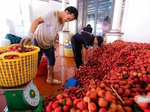 Nhiều doanh nghiệp xuất khẩu nông sản vẫn chưa có đơn hàng mới