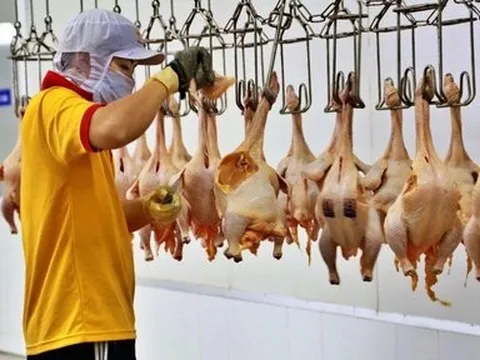 Thị trường còn bất lợi, doanh nghiệp ngành gia cầm tìm hướng đi mới