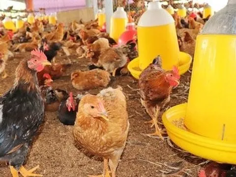 Lập chuyên án đấu tranh với đối tượng nhập lậu gia cầm qua biên giới