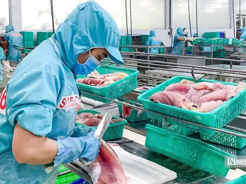 Doanh nghiệp thuỷ sản vẫn phải đối mặt với muôn vàn khó khăn